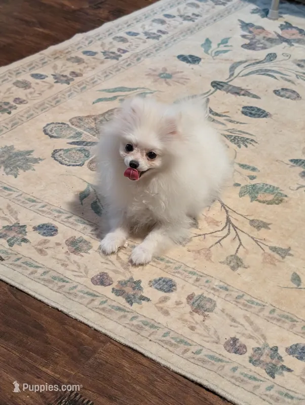 Blanca  – Pomeranian puppy for sale in Danielsville, GA