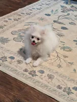 Blanca , a female Pomeranian for sale in Danielsville, GA – Photo 1 of 4