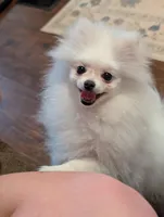 Blanca , a female Pomeranian for sale in Danielsville, GA – Photo 2 of 4