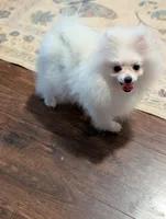 Blanca , a female Pomeranian for sale in Danielsville, GA – Photo 4 of 4