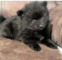 Andrew, a male Pomeranian for sale in Atlanta, GA – 1 of 1