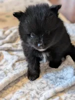 Jay, a female Pomeranian for sale in Danielsville, GA – Photo 2 of 2