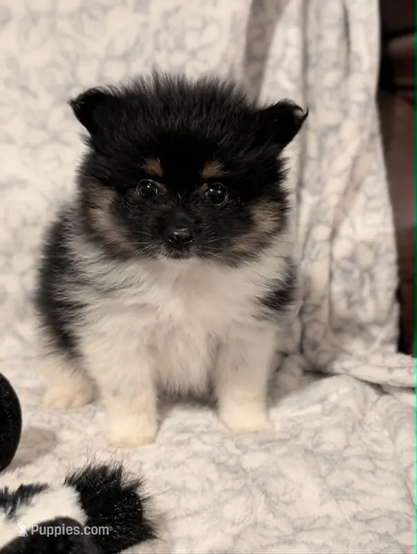 Suzie – Pomeranian puppy for sale in Danielsville, GA