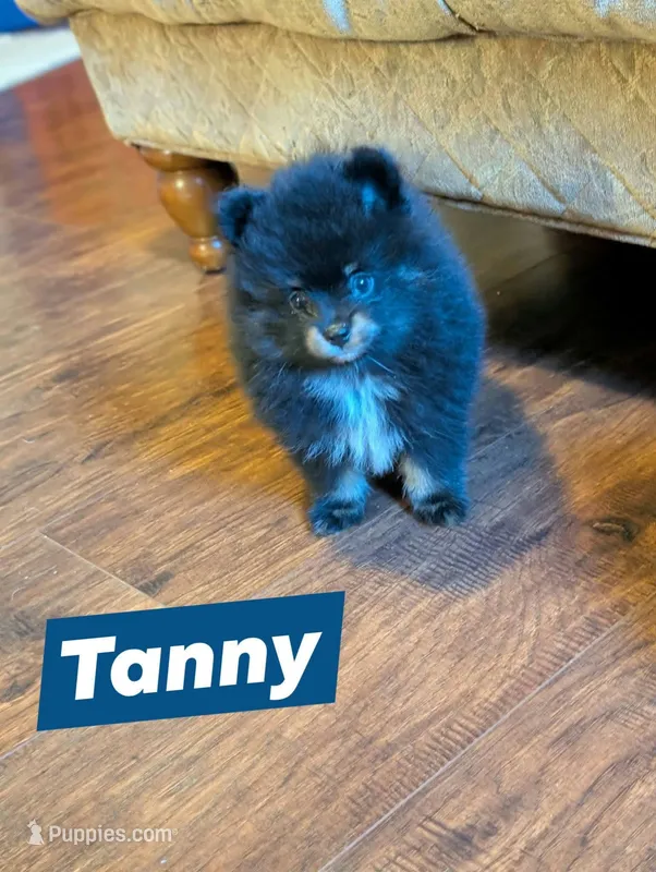 Tanny - Black & Tan Boy – Pomeranian puppy for sale in Atlanta, GA