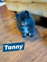 Tanny - Black & Tan Boy, a male Pomeranian for sale in Atlanta, GA – 1 of 1