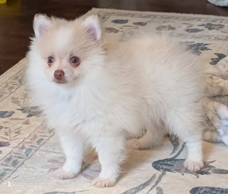 Soda - All shots UTD – Pomeranian puppy for sale in Atlanta, GA