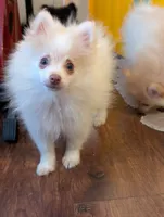 Soda - All shots UTD, a male Pomeranian for sale in Atlanta, GA – 3 of 3