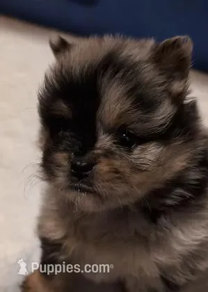 Blue Merle Girl 3 – Pomeranian puppy on hold in Danielsville, GA