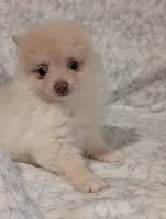Stevie - Beaver Parti, a male Pomeranian for sale in Danielsville, GA – 1 of 1