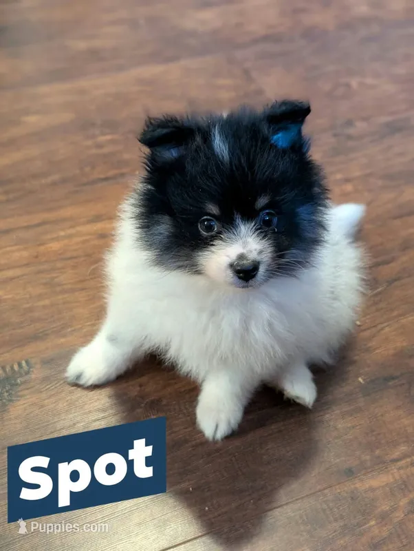 SPOT - TriParti Boy – Pomeranian puppy for sale in Atlanta, GA