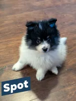 SPOT - TriParti Boy, a male Pomeranian for sale in Atlanta, GA – 1 of 1