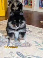 Elijah, a male Pomeranian for sale in Danielsville, GA – 1 of 1