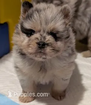 Blue Merle Girl 2 – Pomeranian puppy for sale in Danielsville, GA