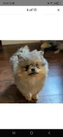 Milly, a female Pomeranian for sale in Danielsville, GA – 3 of 3