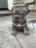 Brandy , a female French Bulldog for sale in Merced, CA – 4 of 5