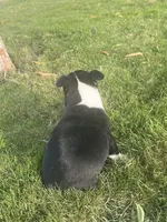 Oreo, a male Boston Terrier for sale in Merced, CA – 5 of 5
