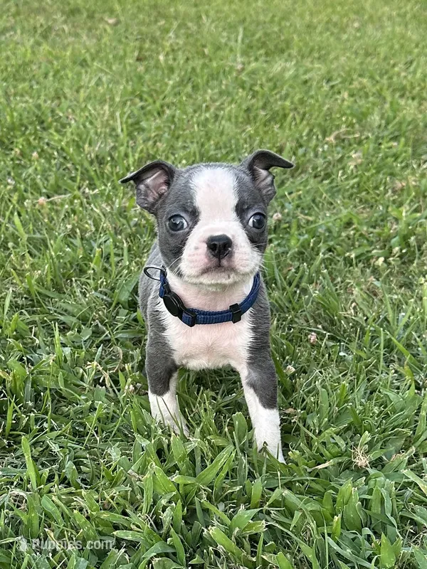 Benji  – Boston Terrier puppy for sale in Merced, CA