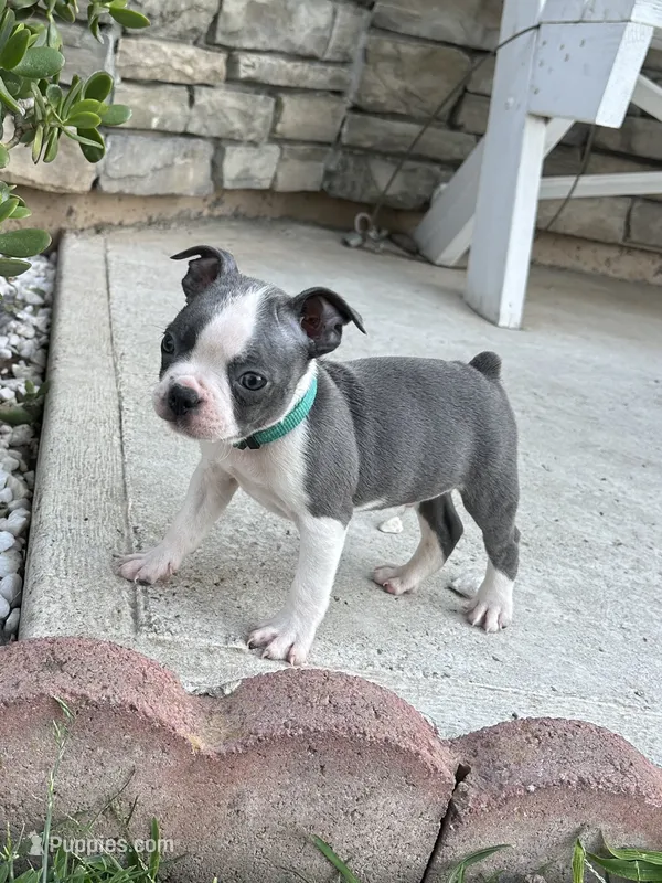 Diesel  – Boston Terrier puppy for sale in Merced, CA