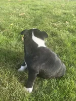 Oreo, a male Boston Terrier for sale in Merced, CA – 2 of 5