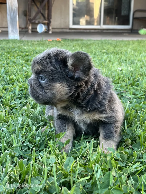 Bella – French Bulldog puppy for sale in Merced, CA