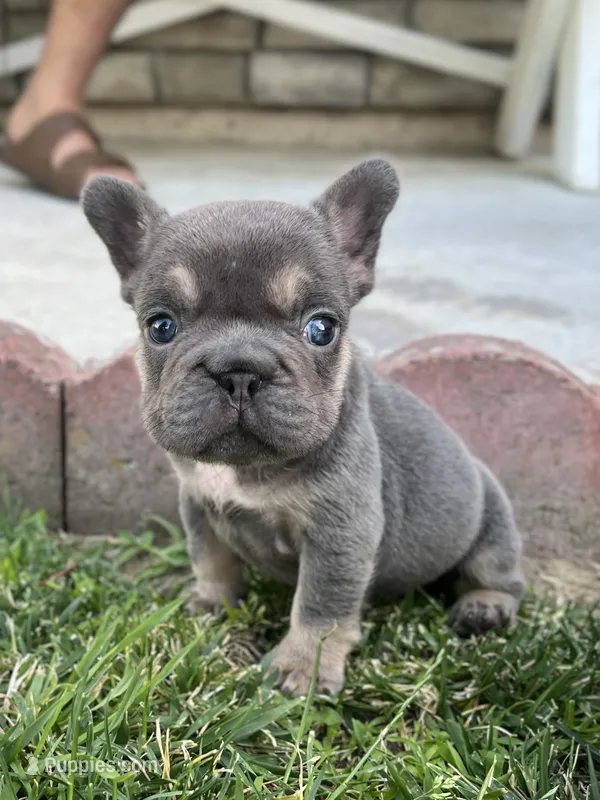 Brandy  – French Bulldog puppy for sale in Merced, CA