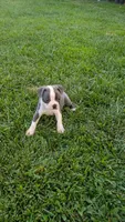 Rocky, a male Boston Terrier for sale in Merced, CA – 3 of 4