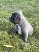 Mini, a female Boston Terrier for sale in Merced, CA – 3 of 4