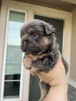 Bella, a female French Bulldog for sale in Merced, CA – 3 of 6