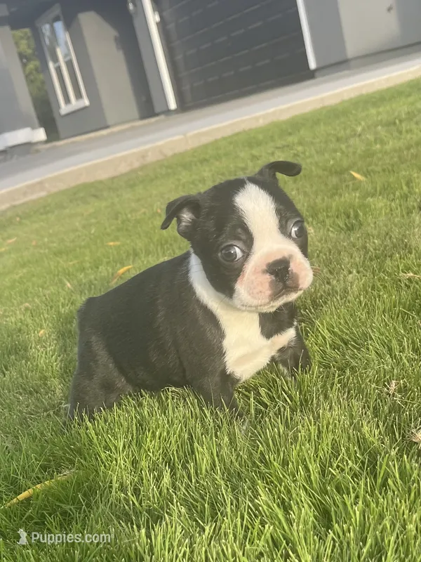 Oreo – Boston Terrier puppy for sale in Merced, CA