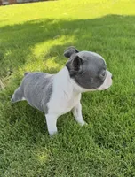 Benji , a male Boston Terrier for sale in Merced, CA – 1 of 3