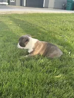 Jack, a male Boston Terrier for sale in Merced, CA – 3 of 4