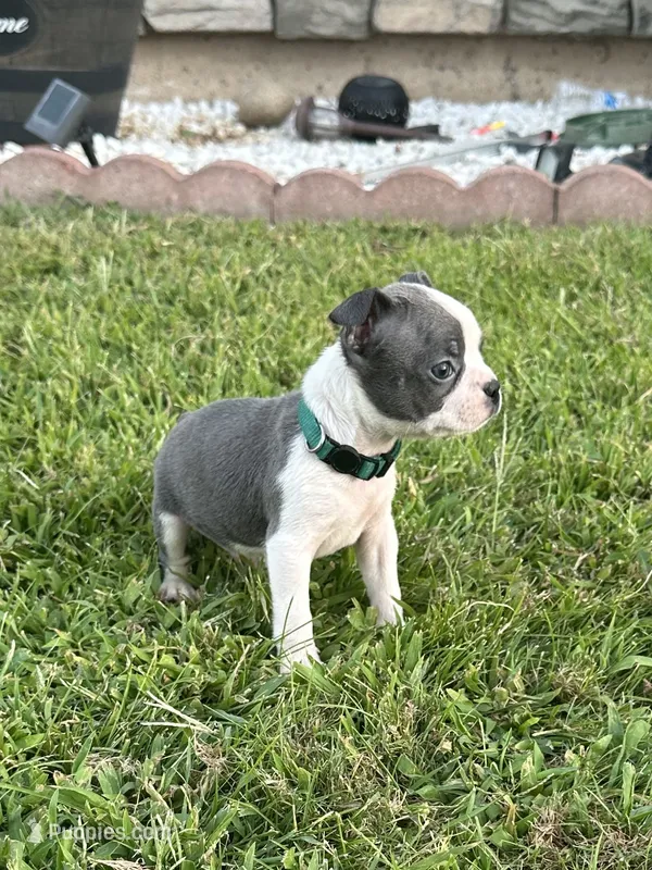 Diesel  – Boston Terrier puppy for sale in Merced, CA