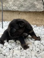 Oreo, a male French Bulldog for sale in Merced, CA – 5 of 5