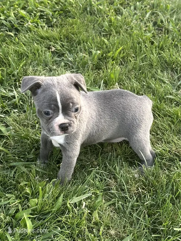 Mini – Boston Terrier puppy for sale in Merced, CA