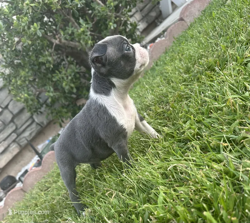 Foxy – Boston Terrier puppy for sale in Merced, CA