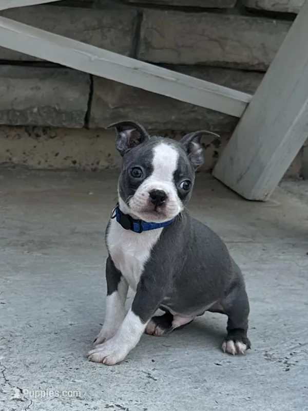 Benji  – Boston Terrier puppy for sale in Merced, CA