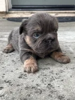 Bella, a female French Bulldog for sale in Merced, CA – 6 of 6