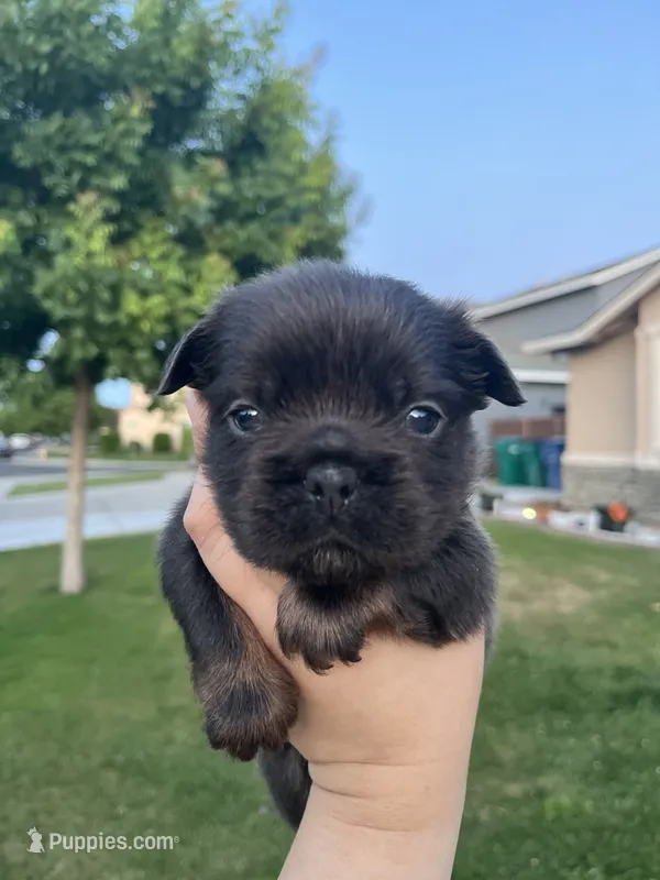 Oreo – French Bulldog puppy for sale in Merced, CA