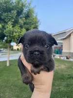 Oreo, a male French Bulldog for sale in Merced, CA – 1 of 5