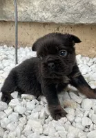 Oreo, a male French Bulldog for sale in Merced, CA – 3 of 5
