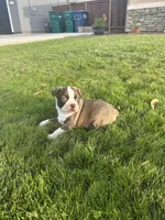 Jack, a male Boston Terrier for sale in Merced, CA – 4 of 4