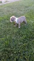 Jake, a male Boston Terrier for sale in Merced, CA – 2 of 4