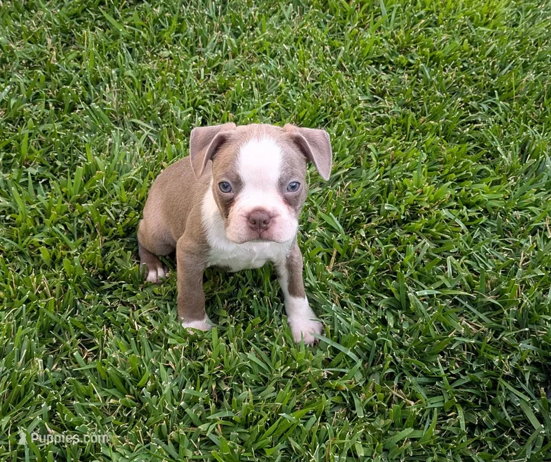 Jake – Boston Terrier puppy for sale in Merced, CA