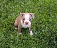 Jake, a male Boston Terrier for sale in Merced, CA – 1 of 4