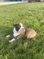 Jack, a male Boston Terrier for sale in Merced, CA – 2 of 4