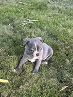 Mini, a female Boston Terrier for sale in Merced, CA – 4 of 4