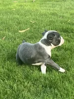 Foxy, a female Boston Terrier for sale in Merced, CA – 3 of 3