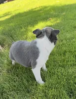 Benji , a male Boston Terrier for sale in Merced, CA – 2 of 3