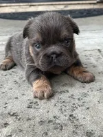 Bella, a female French Bulldog for sale in Merced, CA – 5 of 6