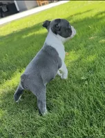 Benji , a male Boston Terrier for sale in Merced, CA – 3 of 3